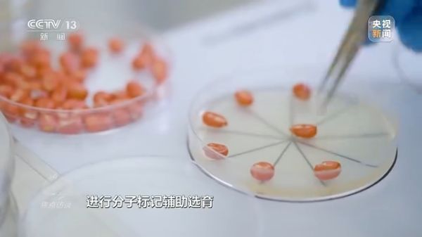 三牛娱乐集团,长沙杀虫剂,长沙光气衍生物,长沙氨基酸保护剂,长沙锂离子电池材料